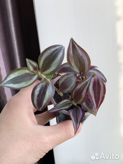 Фикус, Сингониум, Сциндапсус, Пеперомия