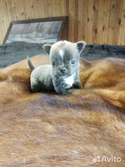 Чихуахуа.Мальчик размером с пальчик