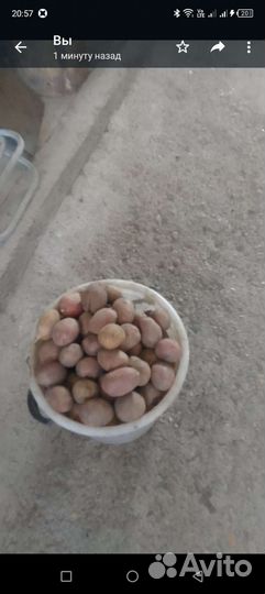 Семенной картофель