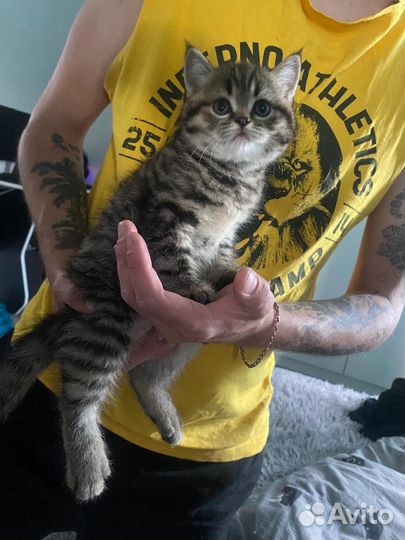 Шотландские котята