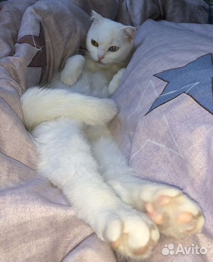 Вязка кошечка