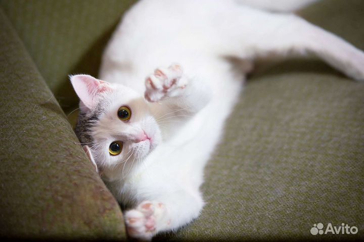 Чудесная кошечка Снежинка ждёт маму