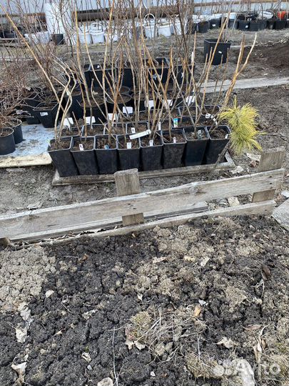 Саженцы красной и черной смородины, липы, дуба