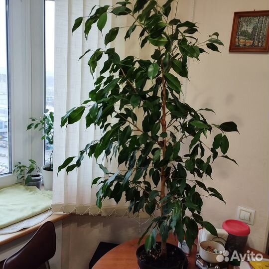 Фикус Бенджамина