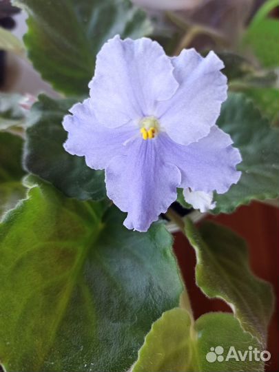 Растения для сада и дома