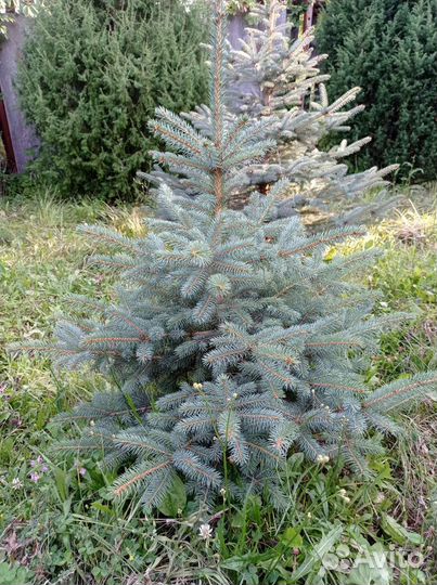 Ель голубая саженцы