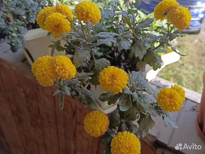 Хризантемы мультифлора