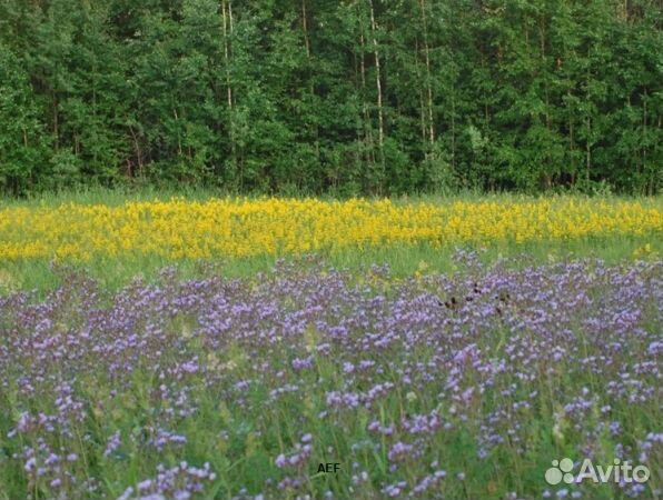 Мед 2024 года из Алтая опт