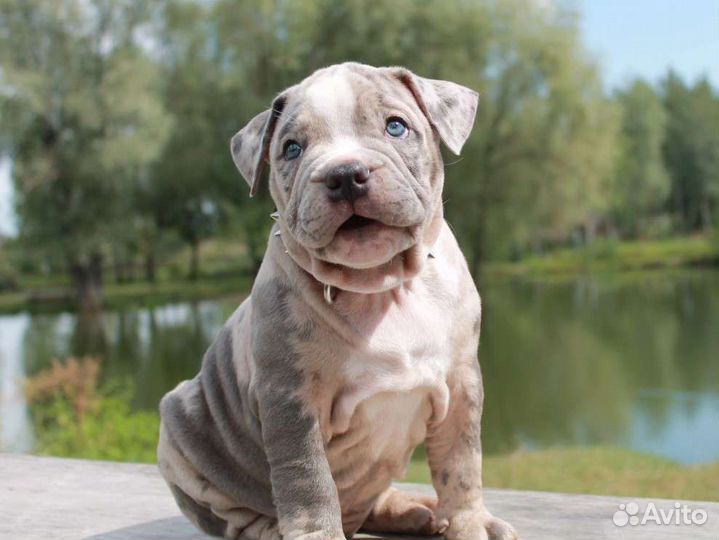 Красавчики