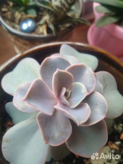 Цветы растения комнатные