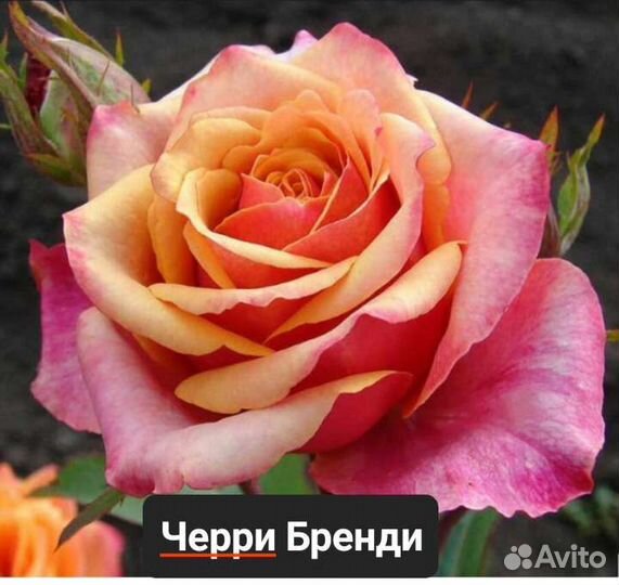Чайно-гибридные розы