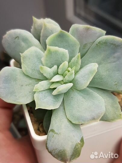 Суккуленты эхеверия вампир