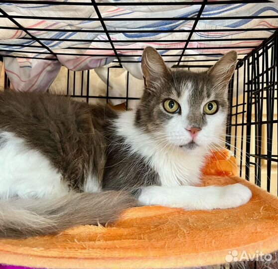 Бьенси - кошечка метис породы мейн-кун в дар