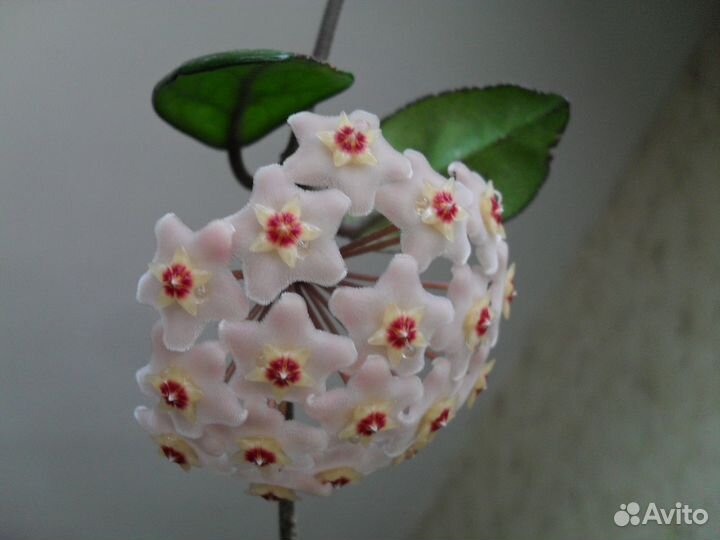 Восковой цветок хойя