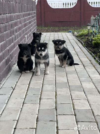 Щенки смесь Хаски