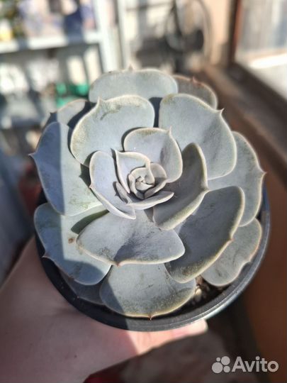 Эхиверия Литиция взрослое растение