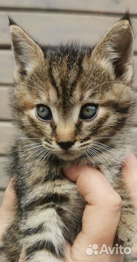Кошки бесплатно