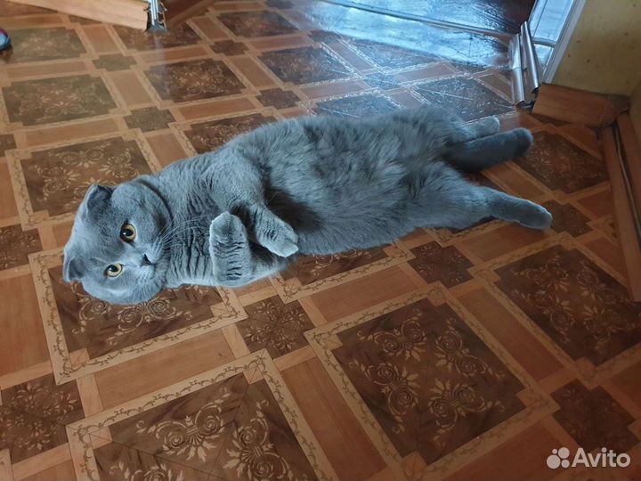 Шотландский котик ищет девушку пля времяпровождени
