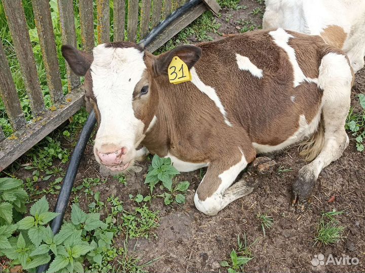 Телята телки