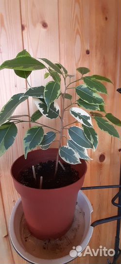 Комнатные цветы