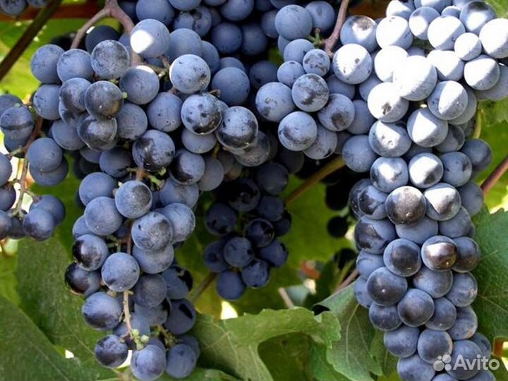 Виноград мускат гамбургский
