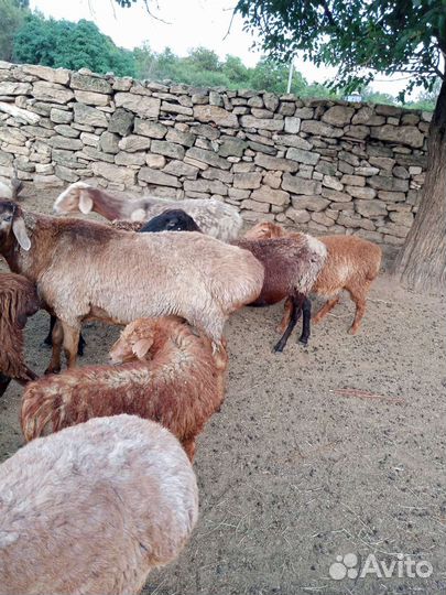 Овцы матки ягнята бараны