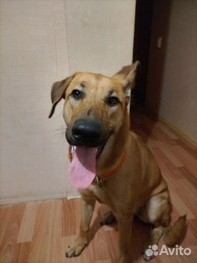 Родезийский риджбек