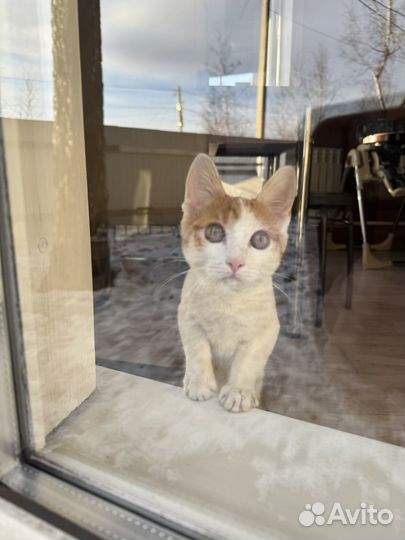 Отдам котенка в добрые руки