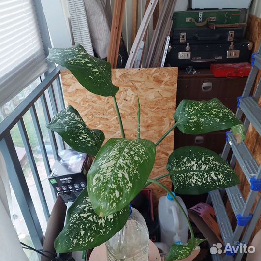 Диффенбахия