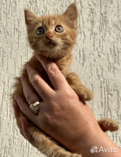 Солнечный рыжий котенок (девочка)