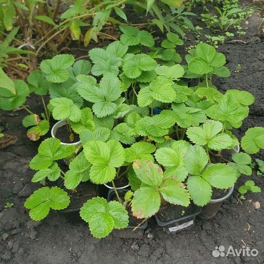 Саженцы клубники