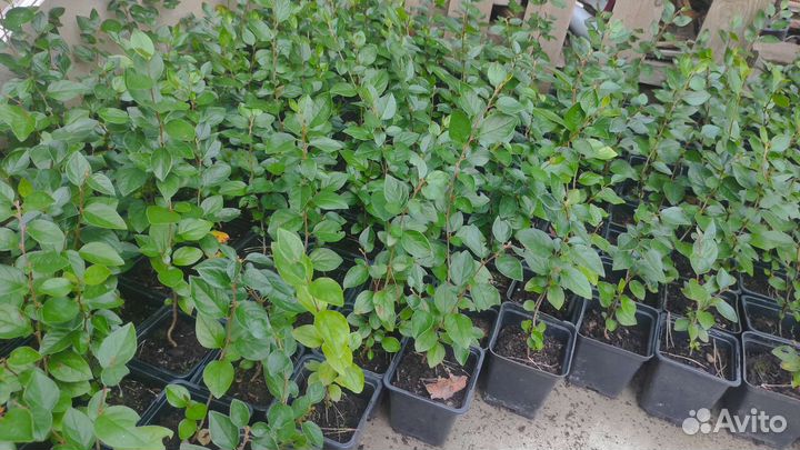 Кизильник блестящий (закрытая корневая система)