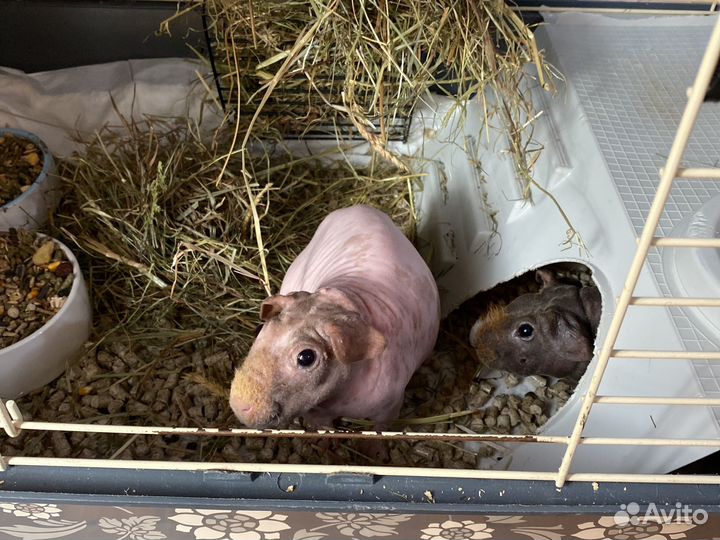 Морские свинки с клеткой