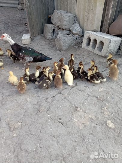 Мускусные индоутята