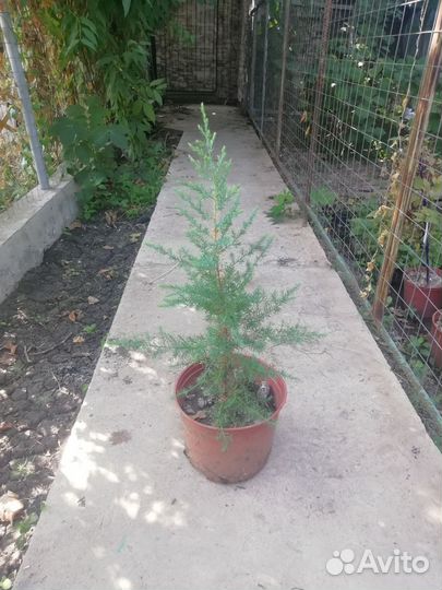 Можжевельник