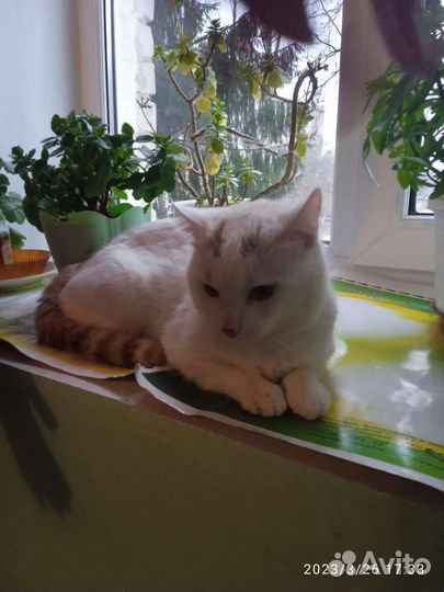 Котик ищет дом