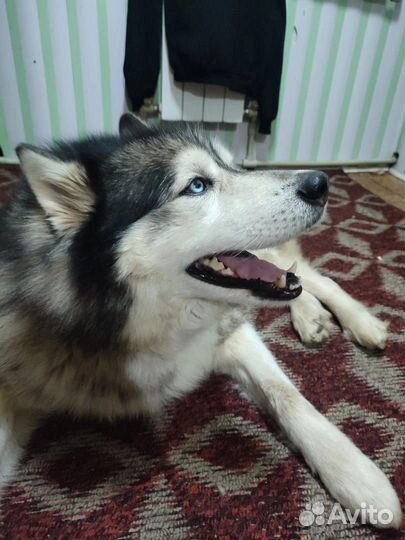 Сибирский хаски