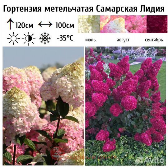 Гортензия Самарская Лидия и др. (саженцы)