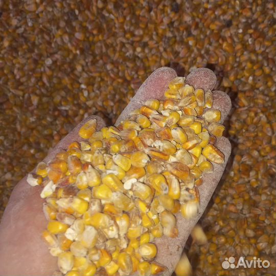 Зерно ячмень и пшеница отруби в мешках