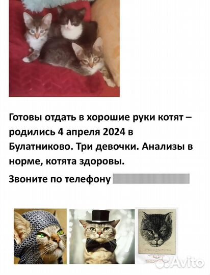 Котята бесплатно
