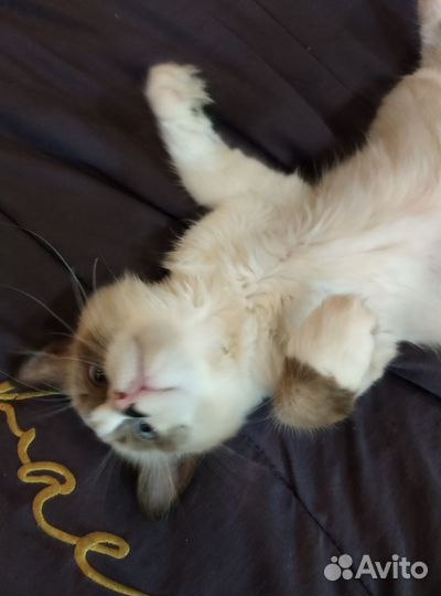 Кошки