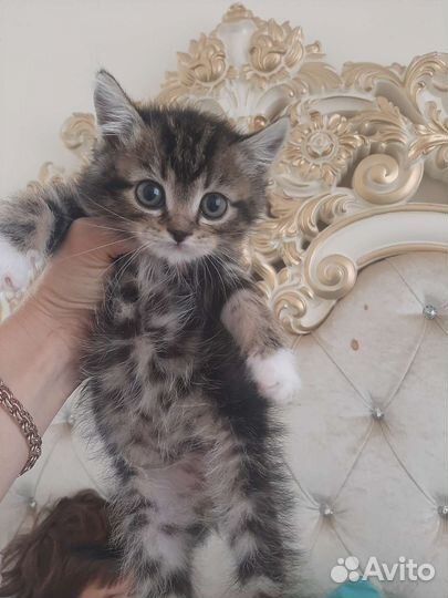 Шикарные котята