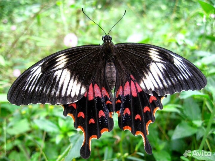 Бабочки Тропические т/б-178