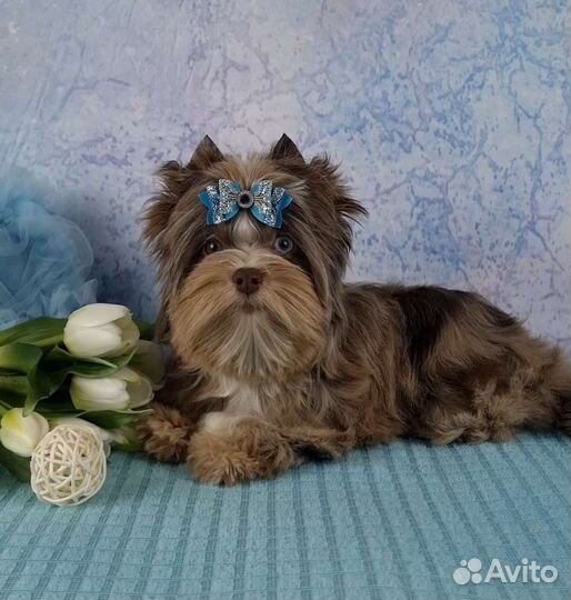 Эксклюзивная девочка Шокомерле с голубым глазиком