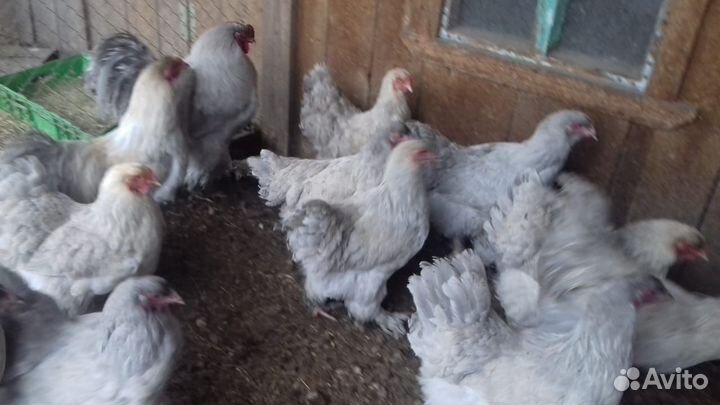 Инкубационное яйцо брама изабель