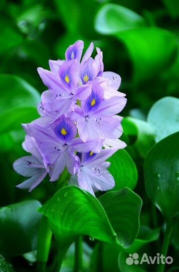 Эйхорния водный гиацинт