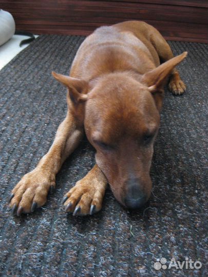 Вязка цвергпинчер