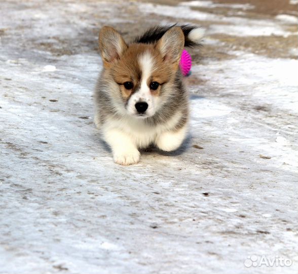 Вельш Корги Пемброк