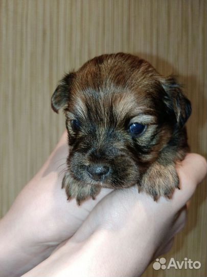 Собака той-терьер