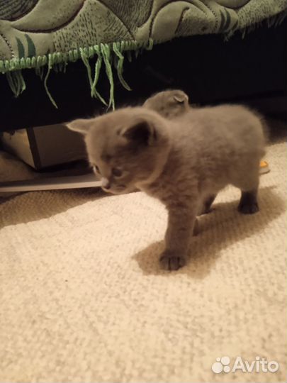 Шотландские котята